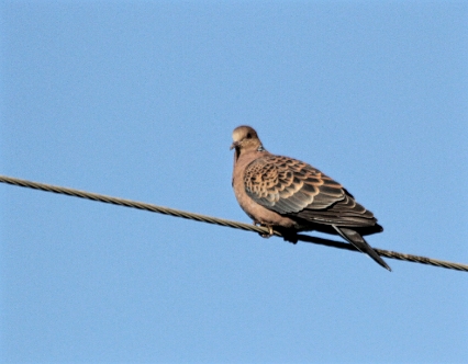 Oriental Turtle Dove